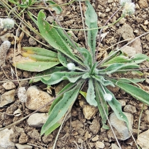 Photographie n°787186 du taxon Plantago lagopus L. [1753]