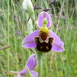 Photographie n°787218 du taxon Ophrys apifera Huds. [1762]