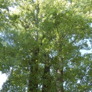 Photographie n°787306 du taxon Populus nigra var. italica Münchh. [1770]