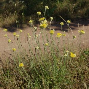 Photographie n°787775 du taxon Helichrysum stoechas (L.) Moench [1794]