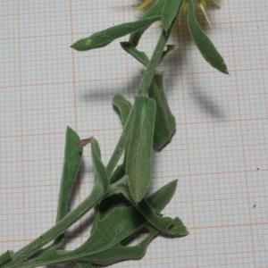 Photographie n°787895 du taxon Centaurea sicula L.