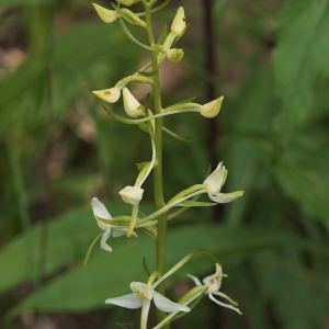 Photographie n°787992 du taxon Platanthera bifolia (L.) Rich. [1817]