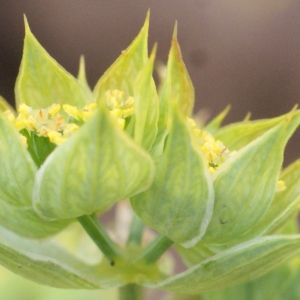 Photographie n°788085 du taxon Bupleurum baldense Turra [1764]