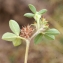  Liliane Roubaudi - Trifolium striatum L. [1753]