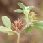  Liliane Roubaudi - Trifolium striatum L. [1753]