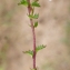  Liliane Roubaudi - Euphrasia nemorosa (Pers.) Wallr. [1815]