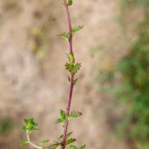 Photographie n°788108 du taxon Euphrasia nemorosa (Pers.) Wallr. [1815]