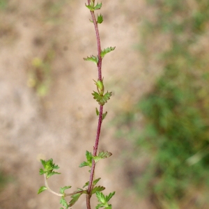 Photographie n°788109 du taxon Euphrasia nemorosa (Pers.) Wallr. [1815]