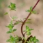  Liliane Roubaudi - Euphrasia nemorosa (Pers.) Wallr. [1815]