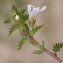  Liliane Roubaudi - Euphrasia nemorosa (Pers.) Wallr. [1815]