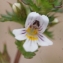  Liliane Roubaudi - Euphrasia nemorosa (Pers.) Wallr. [1815]