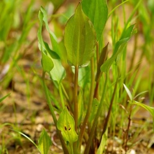 Photographie n°788203 du taxon Alisma plantago-aquatica L. [1753]