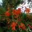  Florent Beck - Crocosmia x crocosmiiflora (Lemoine) N.E.Br. [1932]