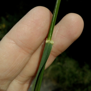 Photographie n°788328 du taxon Oloptum miliaceum (L.) Röser & Hamasha