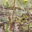  Liliane Roubaudi - Senecio vulgaris var. radiatus Willk. & Lange