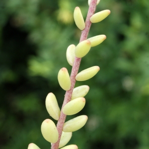 Photographie n°788344 du taxon Sedum album L. [1753]