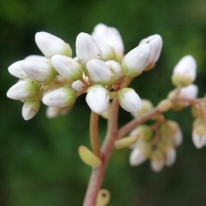 Photographie n°788348 du taxon Sedum album L. [1753]