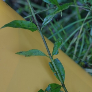 Photographie n°788393 du taxon Euonymus europaeus L. [1753]