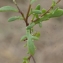  Liliane Roubaudi - Hymenolobus procumbens (L.) Nutt. ex Schinz & Thell. [1921]