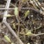  Liliane Roubaudi - Hymenolobus procumbens (L.) Nutt. ex Schinz & Thell. [1921]