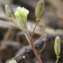  Liliane Roubaudi - Hymenolobus procumbens (L.) Nutt. ex Schinz & Thell. [1921]