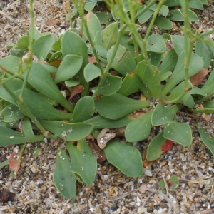 Limonium binervosum subsp. occidentale (J.Lloyd) P.Fourn. (Limonium de Salmon)