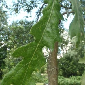 Photographie n°788455 du taxon Quercus cerris L. [1753]