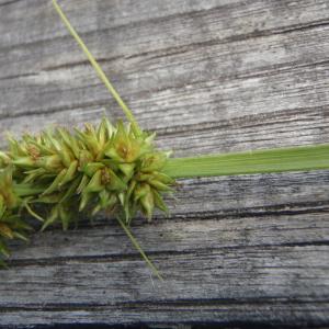 Photographie n°788468 du taxon Carex vulpina L. [1753]