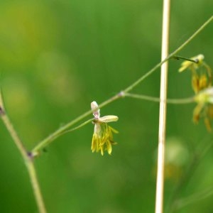 Photographie n°788471 du taxon Thalictrum minus L. [1753]