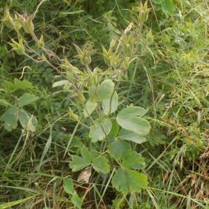 Photographie n°788490 du taxon Aquilegia vulgaris L. [1753]