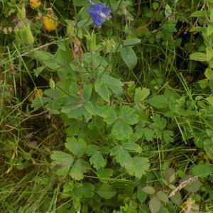 Photographie n°788491 du taxon Aquilegia vulgaris L. [1753]