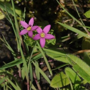 Photographie n°788507 du taxon Centaurium pulchellum (Sw.) Druce [1898]