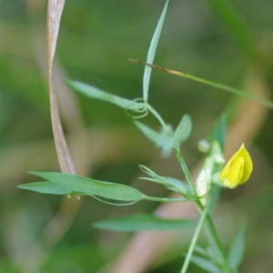 Photographie n°788510 du taxon Lathyrus pratensis L. [1753]