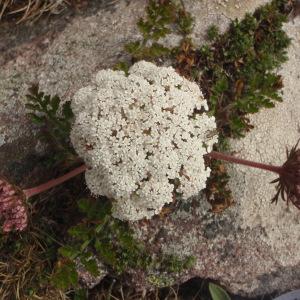 Photographie n°788600 du taxon Daucus carota subsp. gummifer (Syme) Hook.f. [1884]