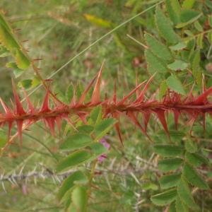 Photographie n°788607 du taxon Rosa spinosissima L. [1753]