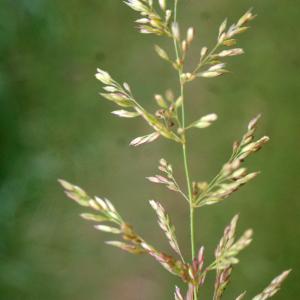 Photographie n°788611 du taxon Agrostis stolonifera L. [1753]