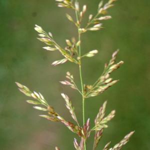 Photographie n°788612 du taxon Agrostis stolonifera L. [1753]