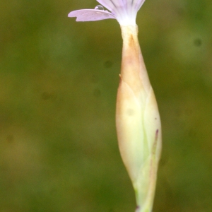 Dianthus nanteuilii Burnat (Oeillet de Nanteuil)