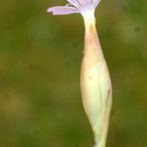 Kohlrauschia nanteuilii (Burnat) P.W.Ball & Heywood (Oeillet de Nanteuil)