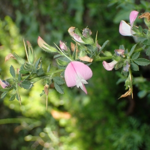 Photographie n°788802 du taxon Ononis spinosa L. [1753]