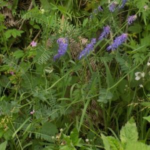 Photographie n°788881 du taxon Vicia tenuifolia Roth