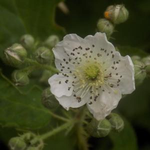 Photographie n°788897 du taxon Rubus ulmifolius Schott