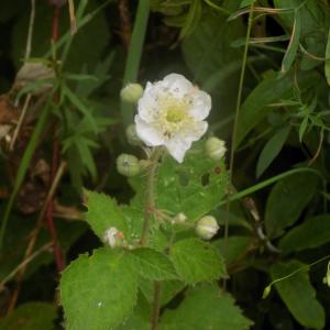 Photographie n°788898 du taxon Rubus ulmifolius Schott