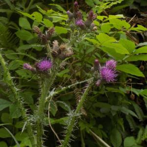 Photographie n°788901 du taxon Cirsium palustre (L.) Scop. [1772]