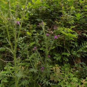 Photographie n°788902 du taxon Cirsium palustre (L.) Scop. [1772]