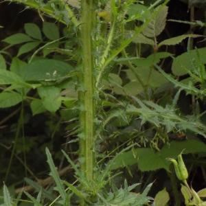 Photographie n°788903 du taxon Cirsium palustre (L.) Scop. [1772]