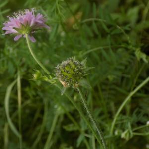 Photographie n°788943 du taxon Knautia integrifolia (L.) Bertol.