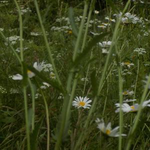 Photographie n°789010 du taxon Leucanthemum vulgare Lam. [1779]