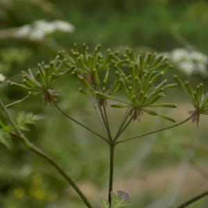 Photographie n°789020 du taxon Chaerophyllum aureum L.