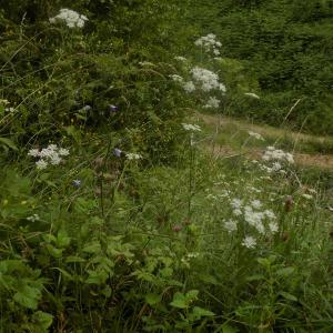 Photographie n°789021 du taxon Chaerophyllum aureum L.